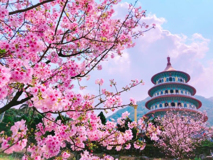 Hoa anh đào và tháp cổ tại Đài Loan